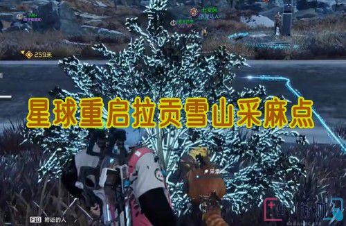 星球重启拉贡雪山采麻点